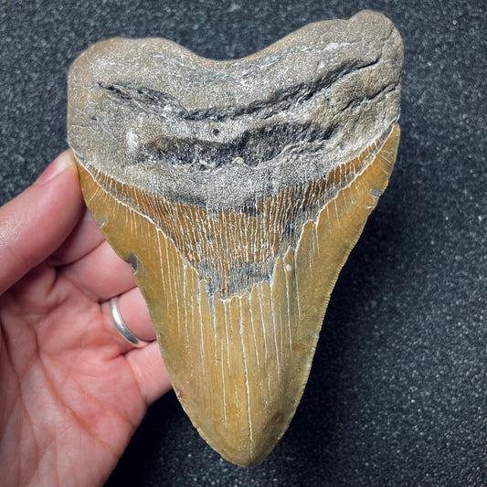 F1849 | Squalo | Otodus megalodon