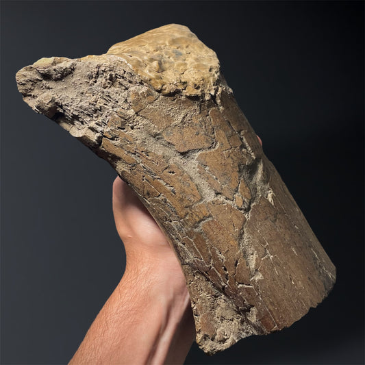 F2025 | Dinosauro | Edmontosaurus sp.