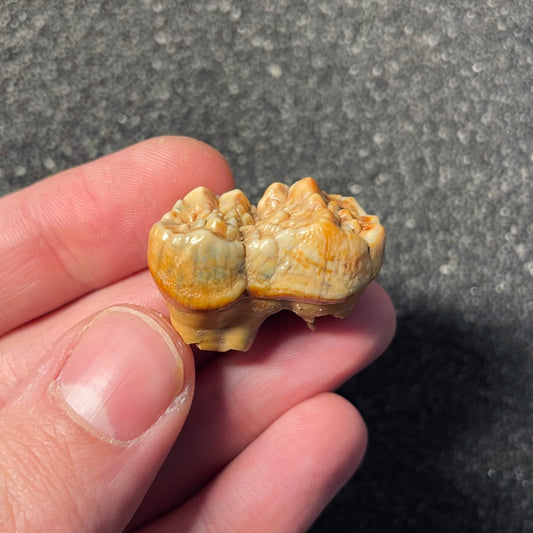 F2404 | Orso | Ursus spelaeus