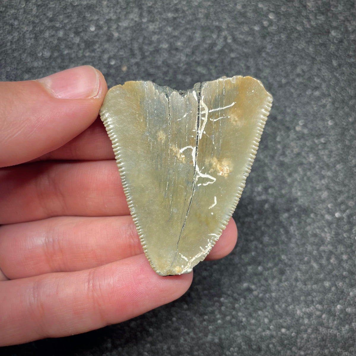 F3028 | Squalo | Otodus megalodon