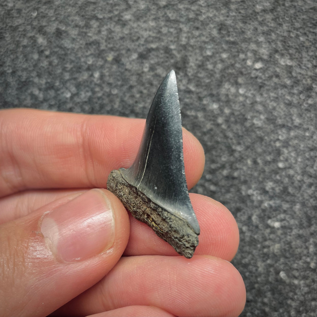 F3042 | Squalo |  Carcharodon hastalis