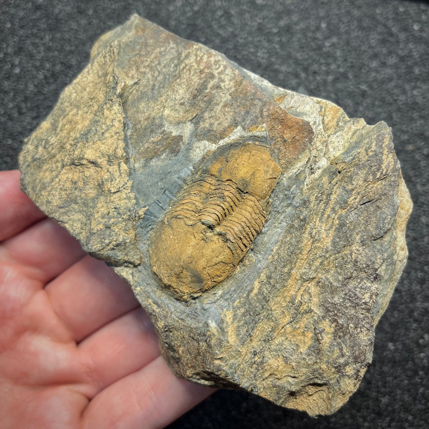 F2944 | Trilobite | Ectillaenus giganteus