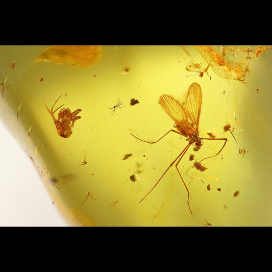F2833 | Ambra con inclusione | Limoniidae indet. & Araneae indet.