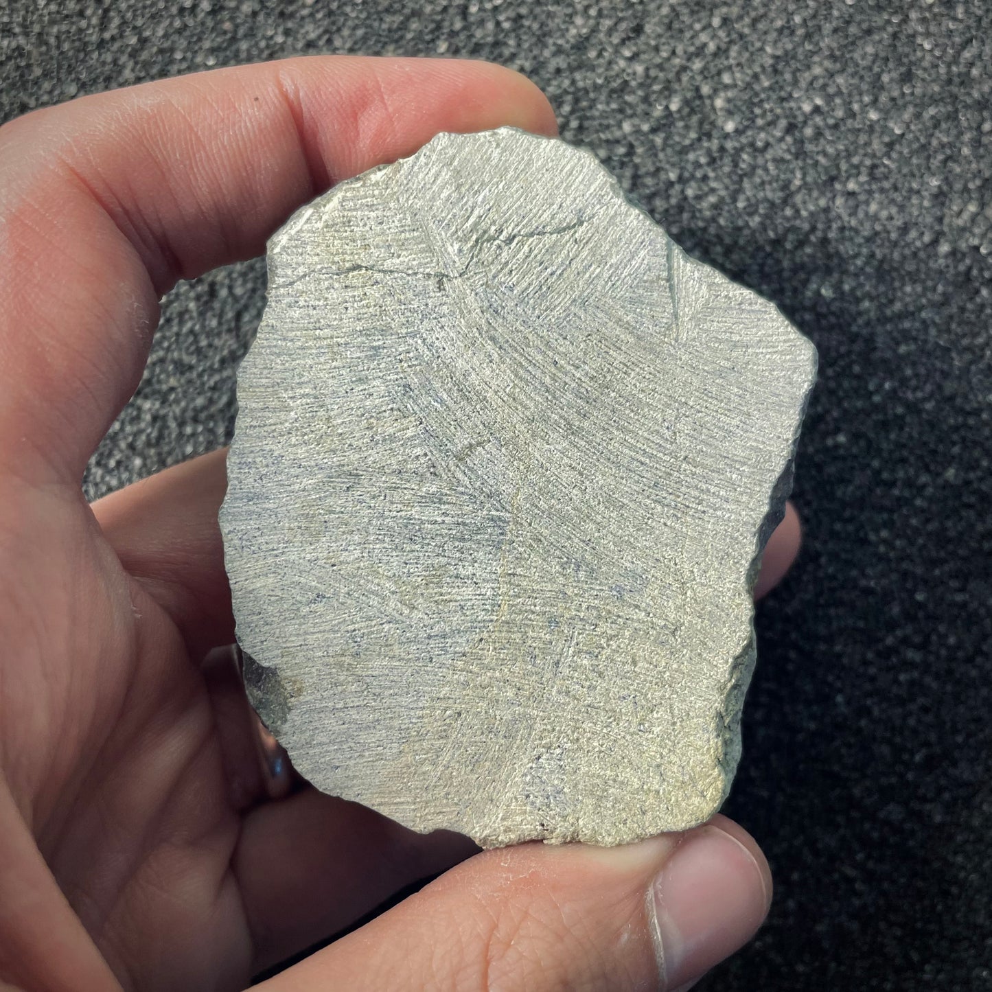 F2606 | Trilobite | Phacopidae indet.