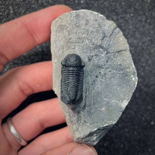 F2594 | Trilobite | Gerastos tuberculatus