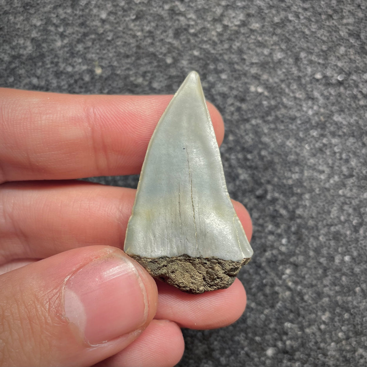 F3039 | Squalo |  Carcharodon subserratus