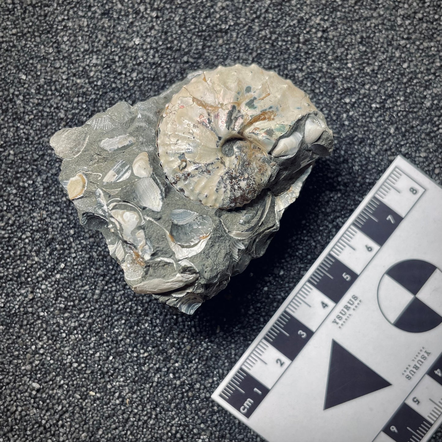 F1458 | Ammonite | Hoploscaphites sp.