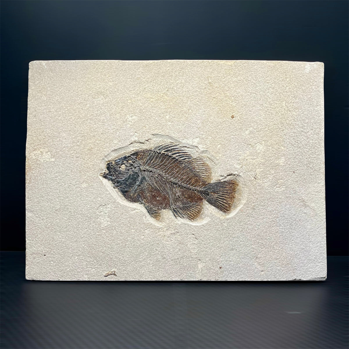 F3065 | Pesce | Cockerellites liops