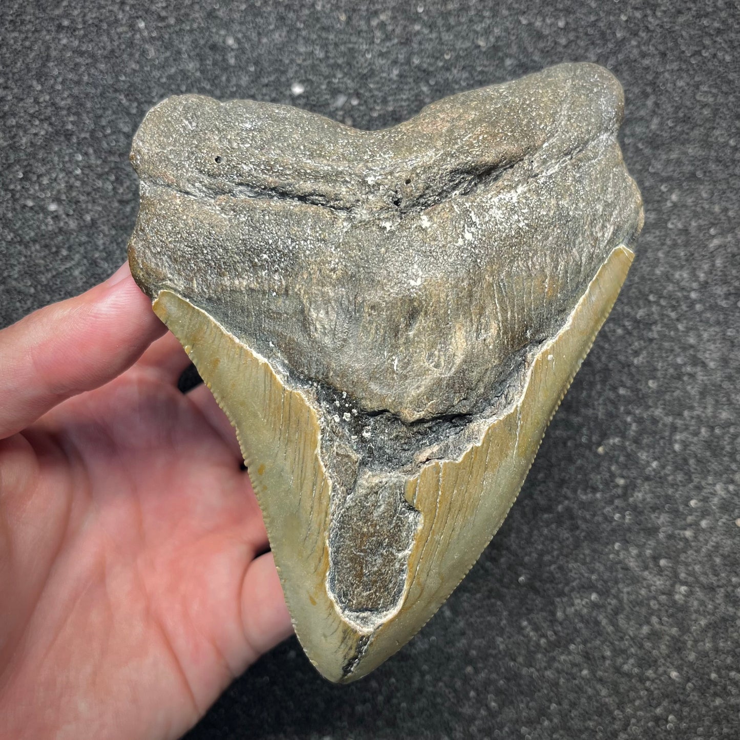 F2928 | Squalo | Otodus megalodon