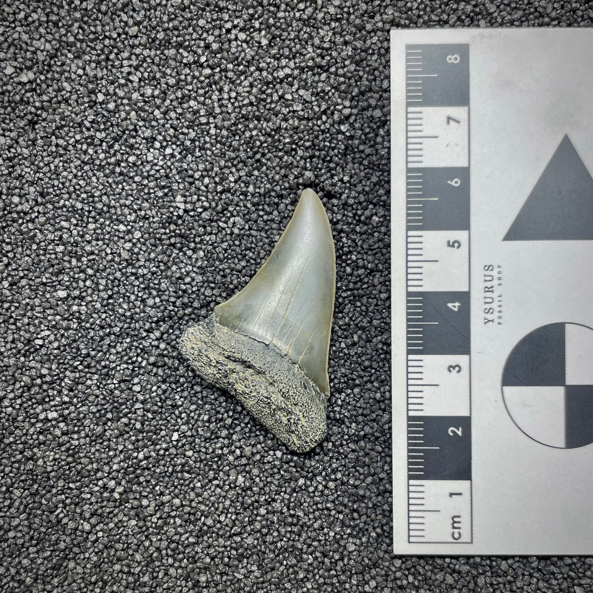 F3044 | Squalo |  Carcharodon hastalis