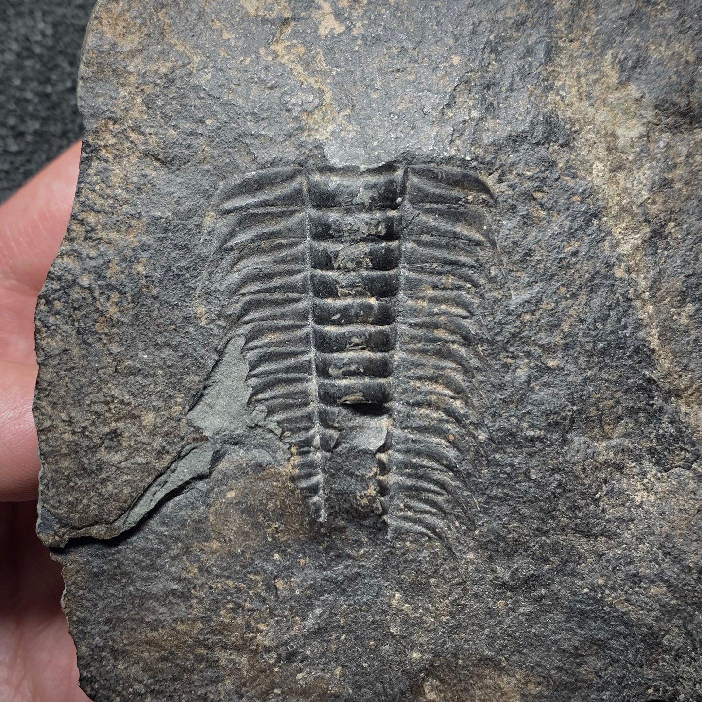 F871 | Trilobite | Paradoxides gracilis