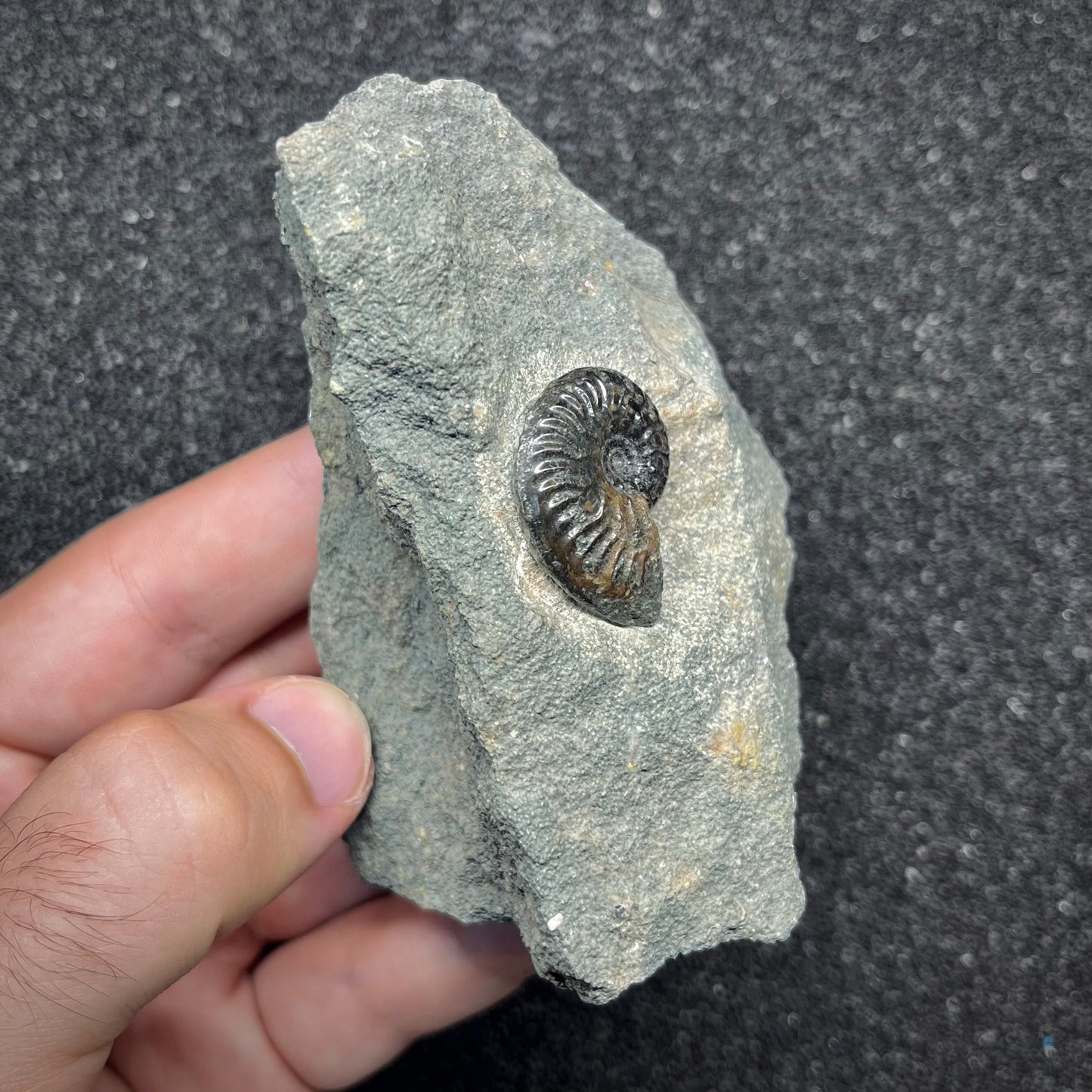 F2904 | Ammonite | Graphoceras sp.