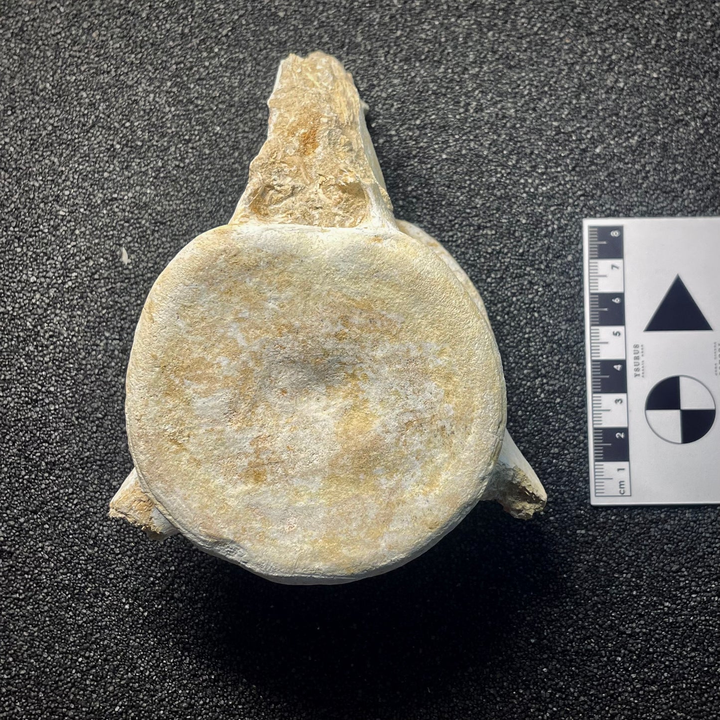 F2146 | Mosasauro | Mosasauridae indet.