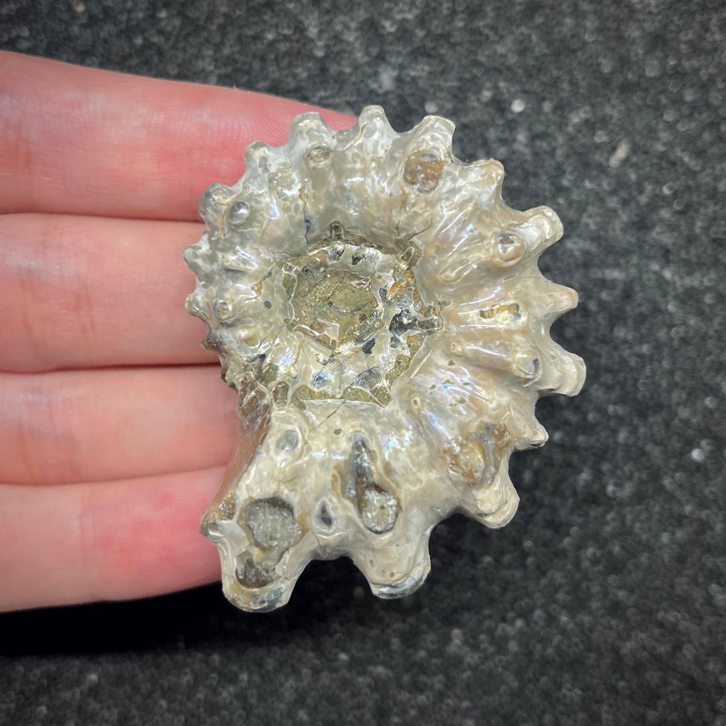 F2966 | Ammonite | Douvilleiceras sp.