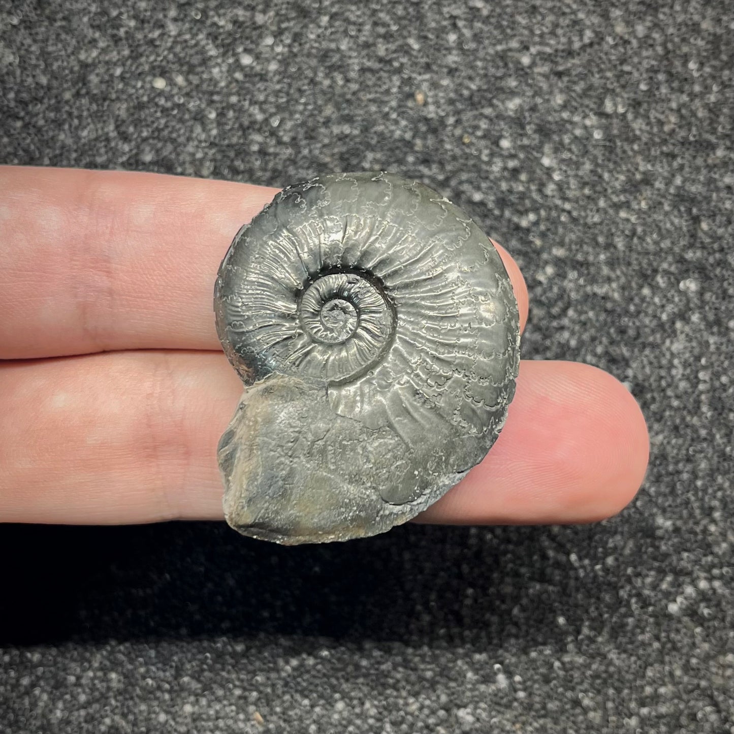 F2893 | Ammonite | Graphoceratidae indet.