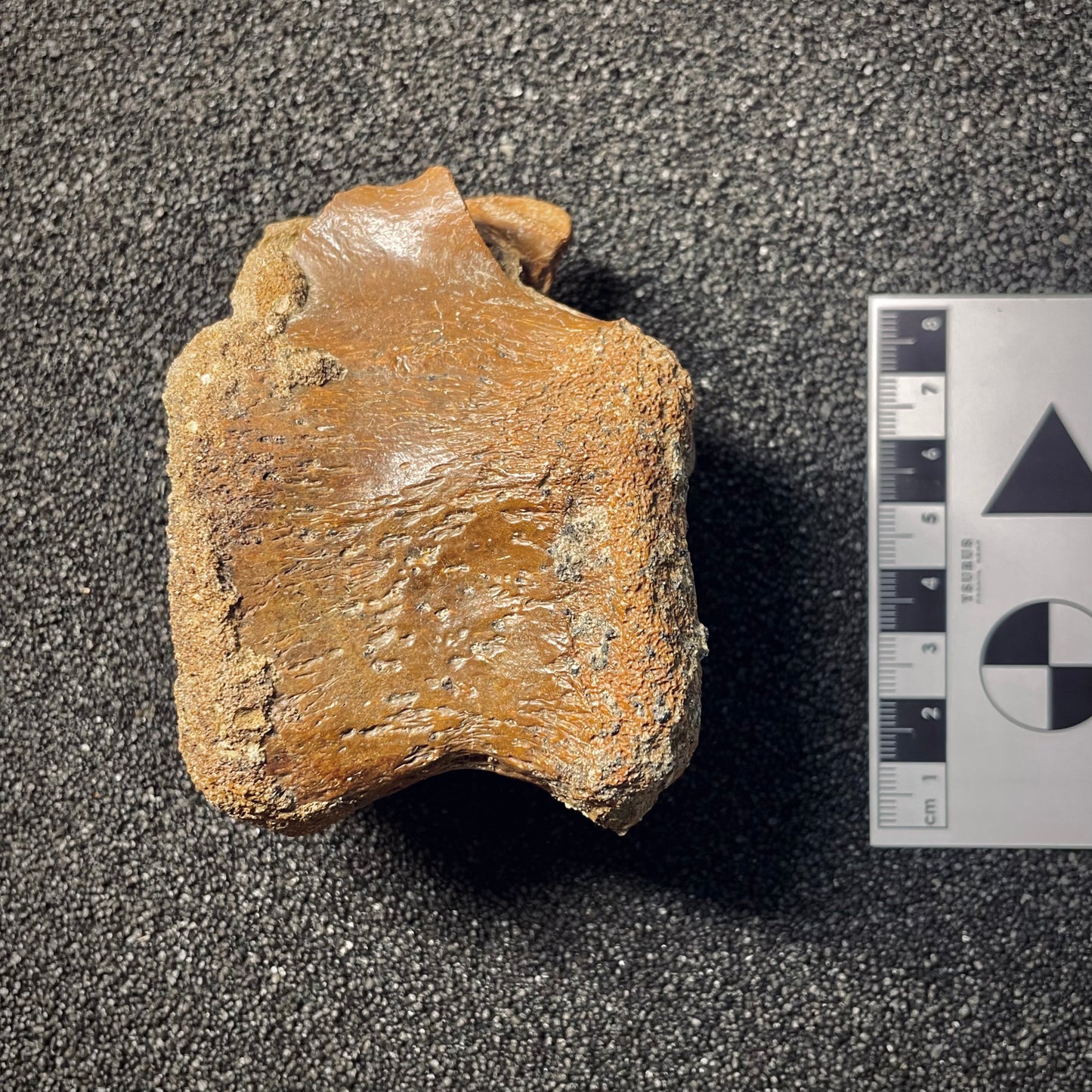 F2045 | Dinosauro | Hadrosauridae indet.
