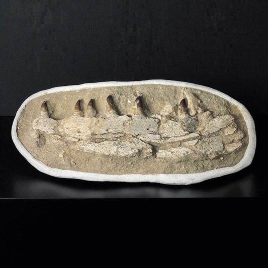 F1984 | Mosasauro | Prognathodon sp.