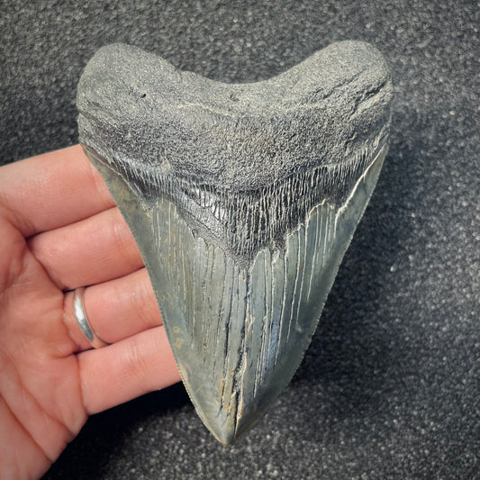 F2578 | Squalo | Otodus megalodon