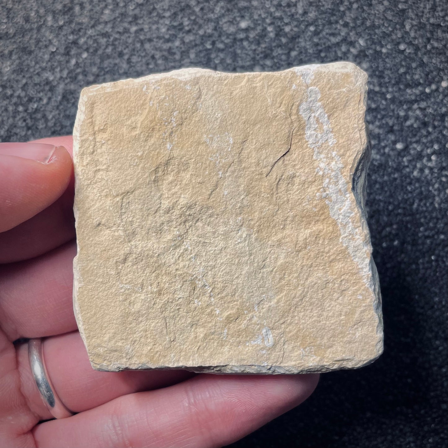 F1882 | Stella marina | Ophiopetra lithographica