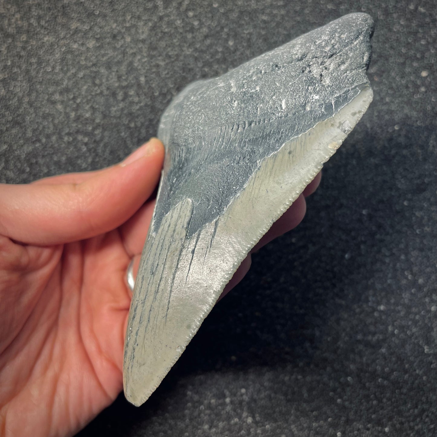 F2580 | Squalo | Otodus megalodon