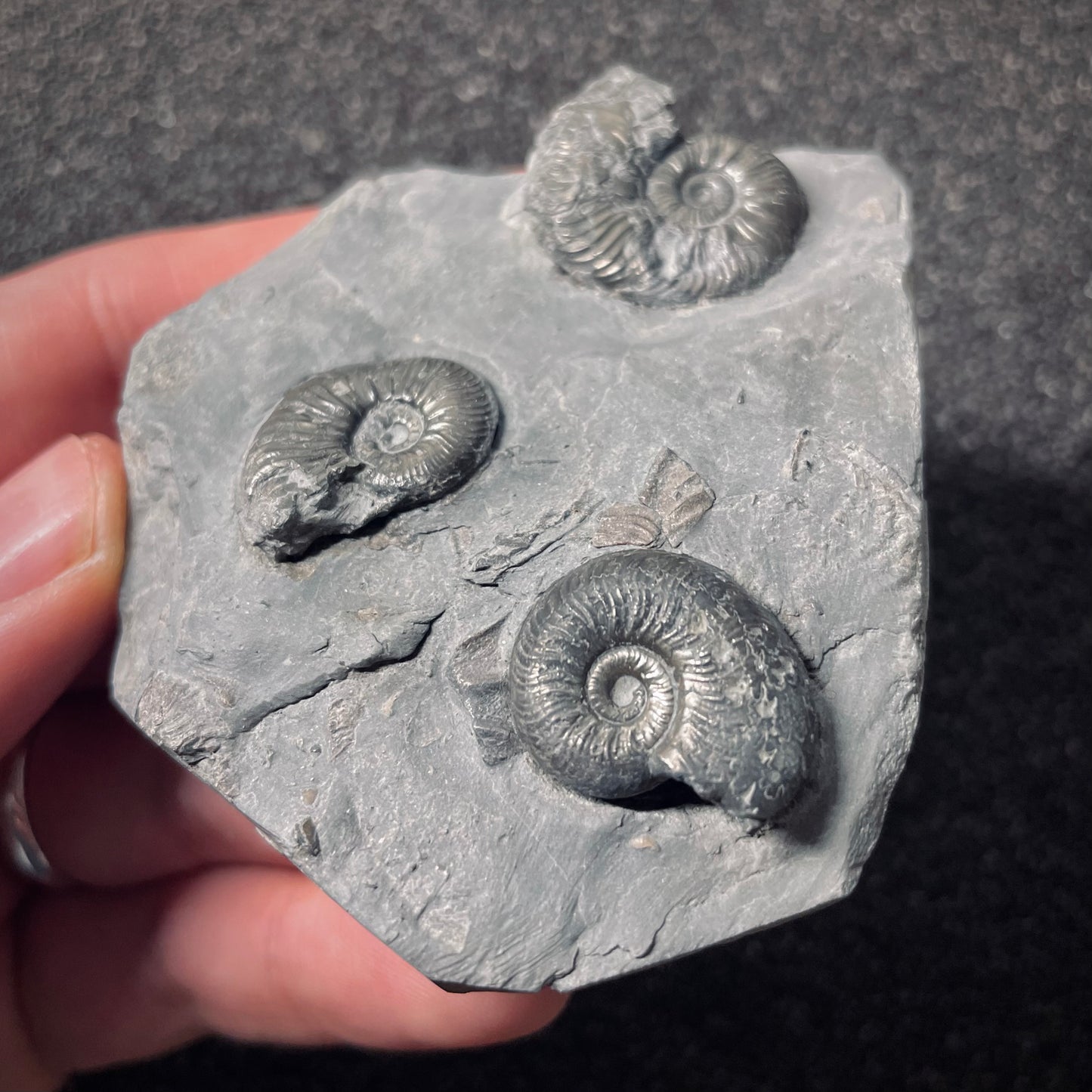 F2553 | Ammonite | Pleydellia sp.