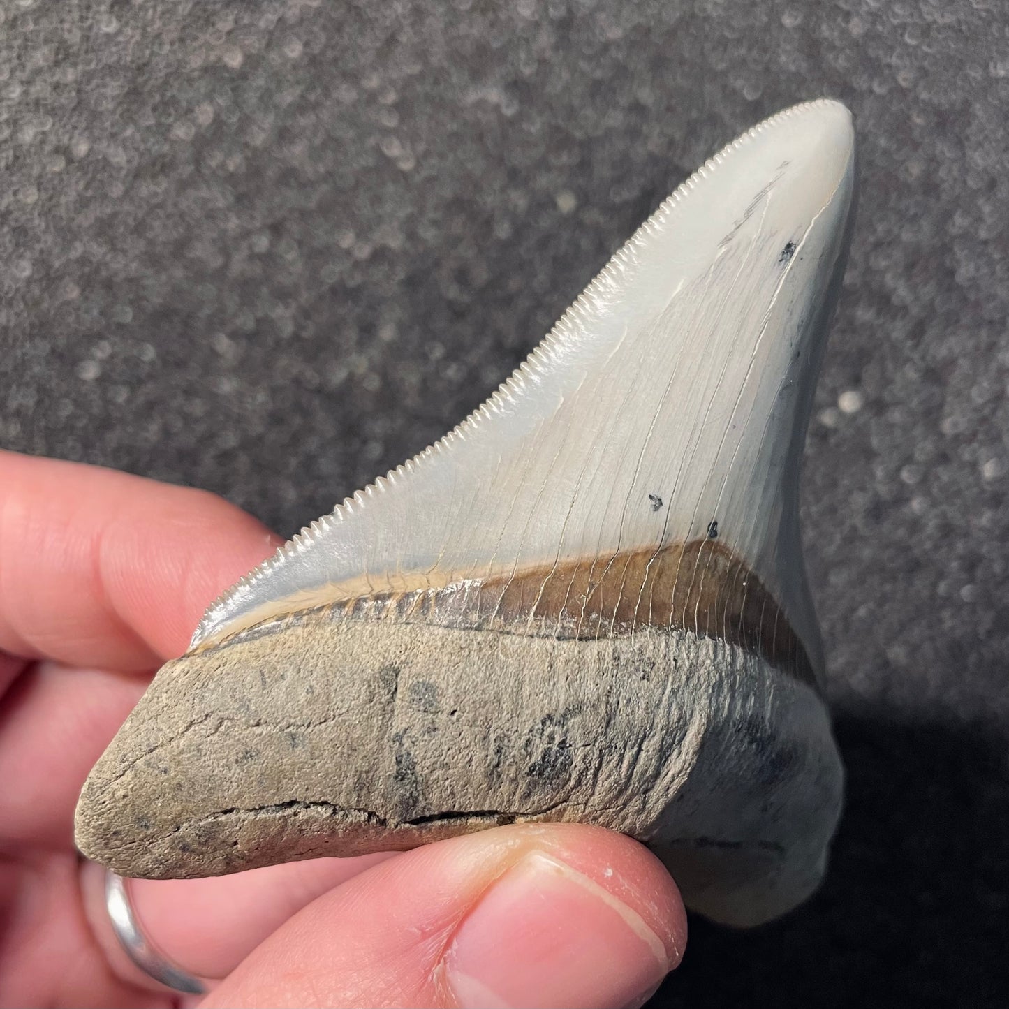 F2413 | RARO | Squalo | Otodus megalodon