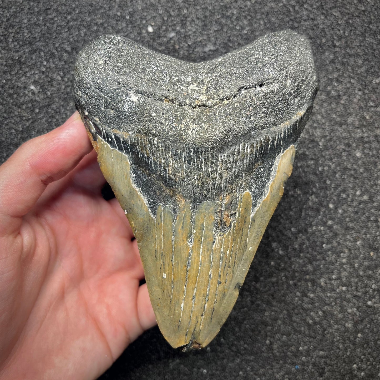 F2926 | Squalo | Otodus megalodon