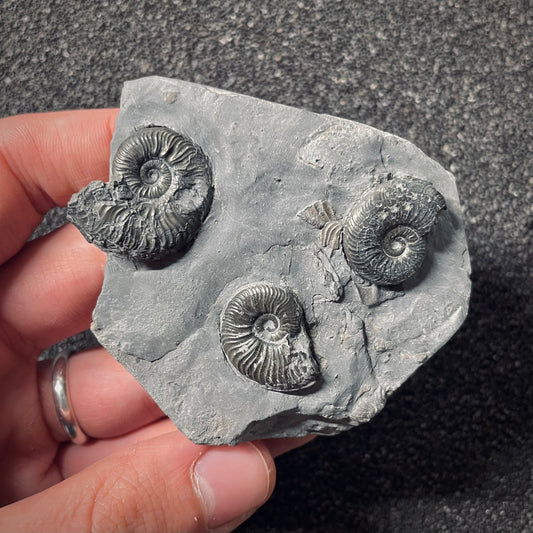 F2553 | Ammonite | Pleydellia sp.