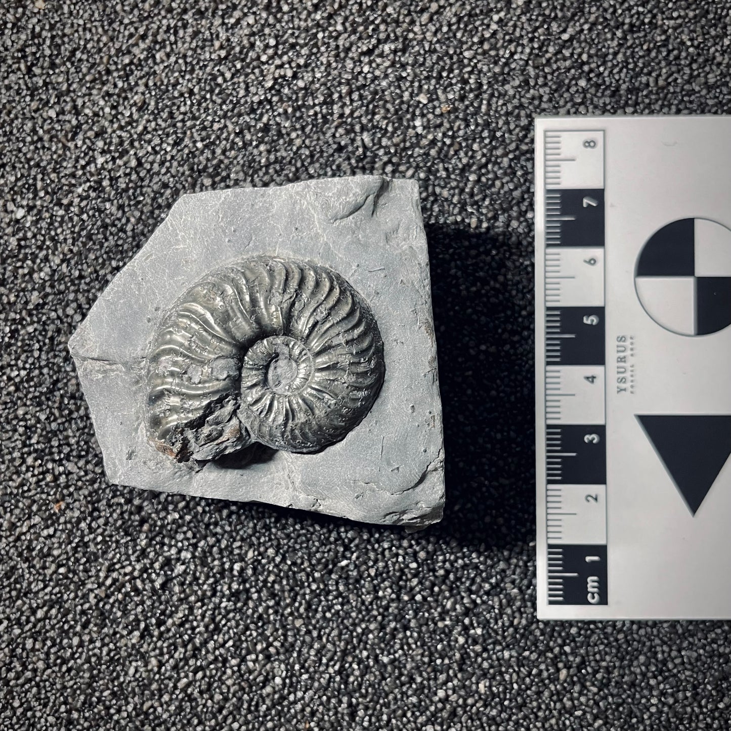 F2540 | Ammonite | Pleydellia sp.