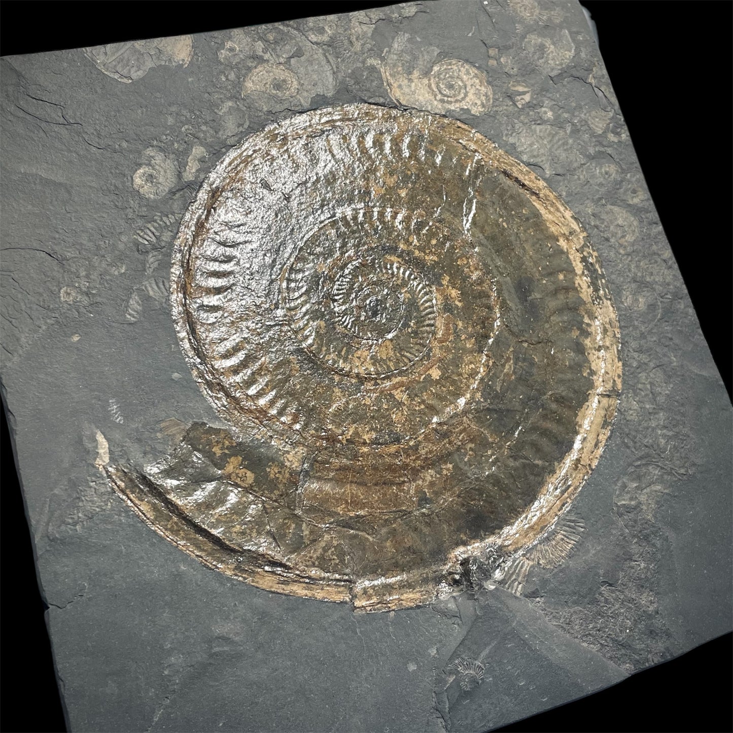 F2177 | Ammonite | Hildoceras sp.