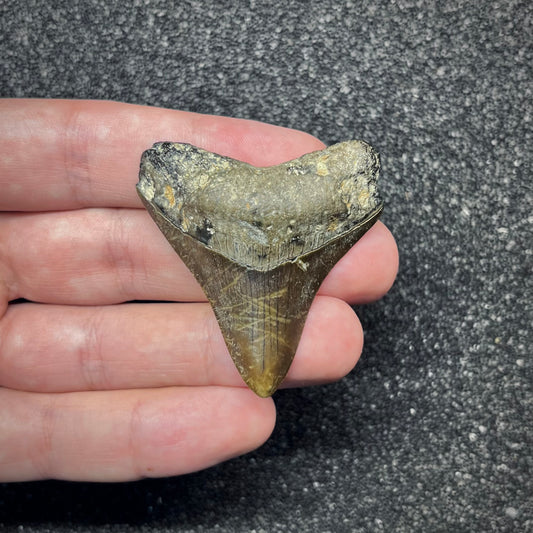 F2872 | Squalo | Otodus megalodon