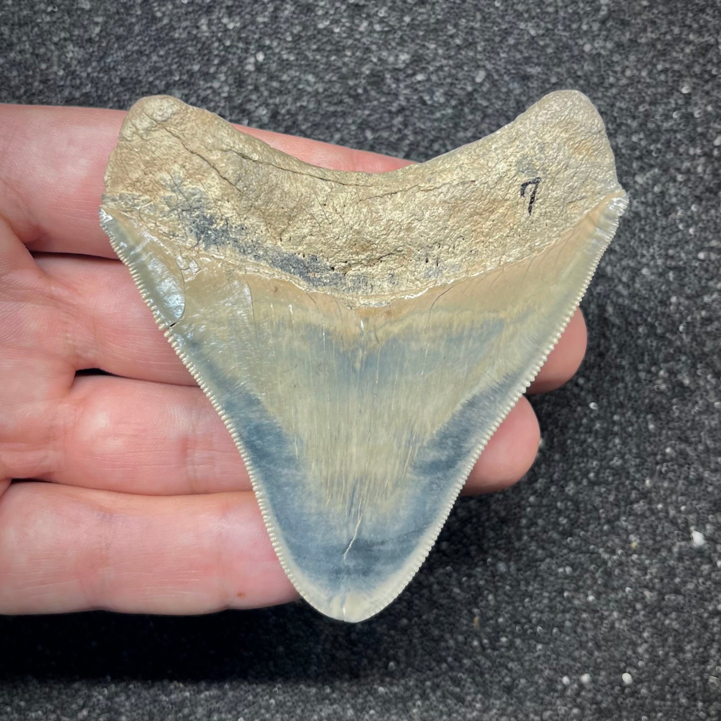 F2864 | RARO | Squalo | Otodus megalodon