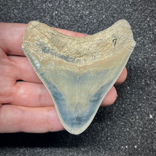 F2864 | RARO | Squalo | Otodus megalodon