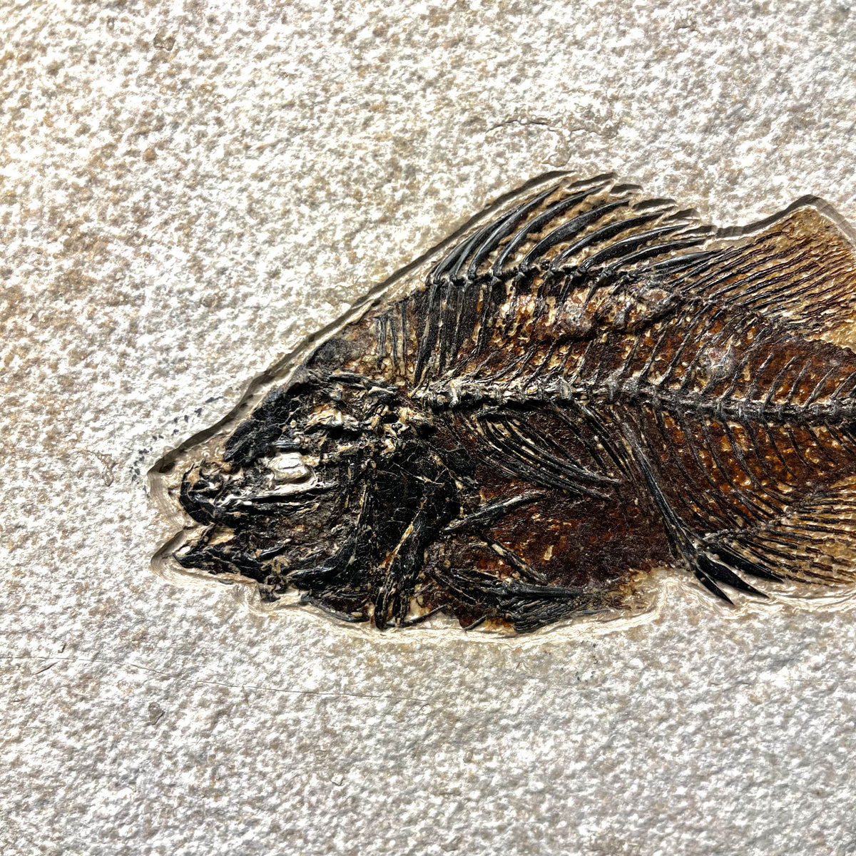F3064 | Pesce | Cockerellites liops