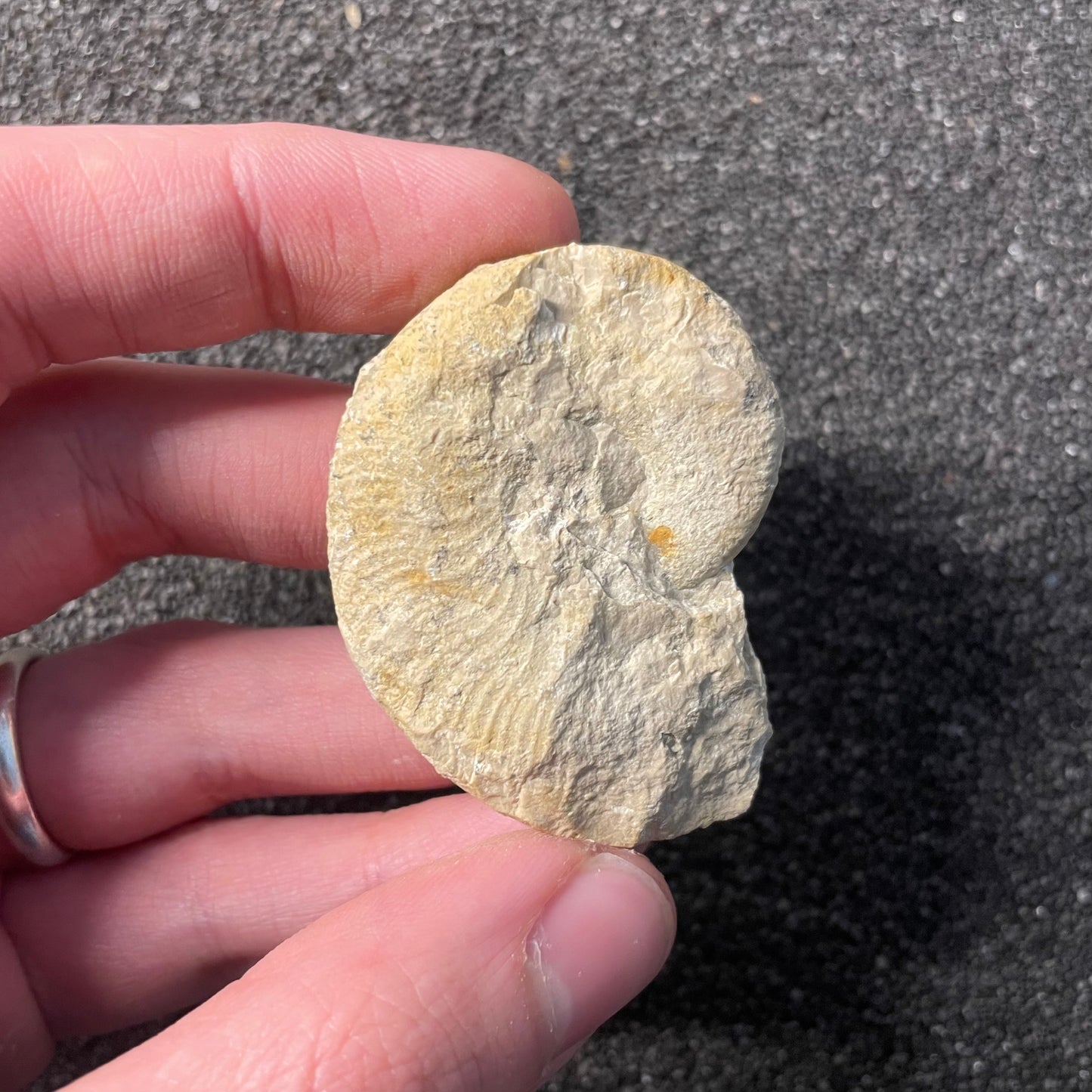 F2528 | Ammonite | Taramelliceras sp.