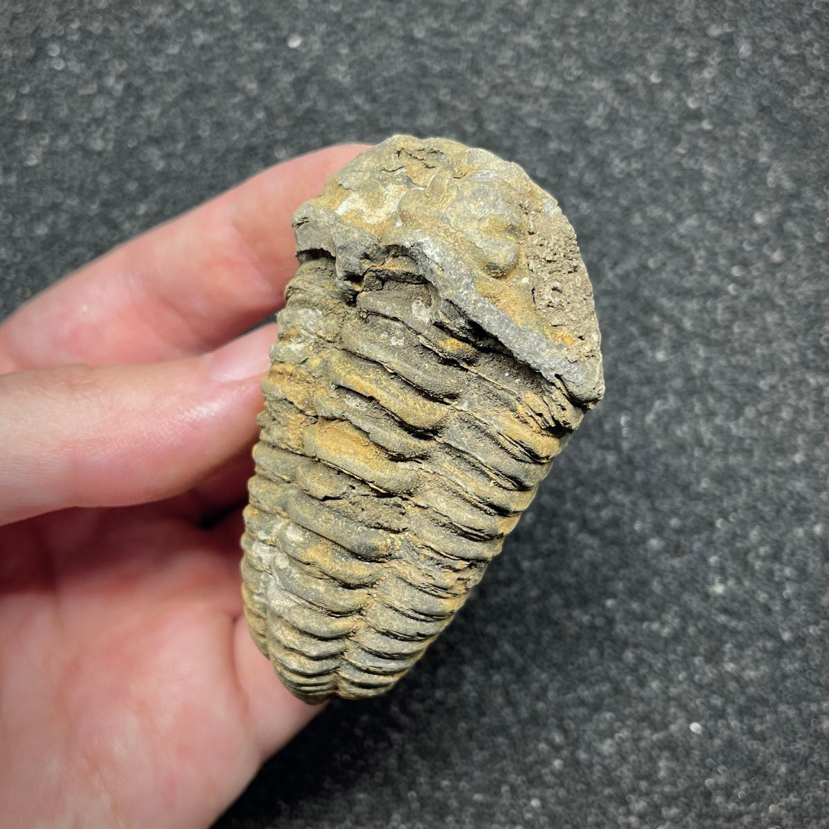 F3014 | Trilobite | Flexicalymene sp.