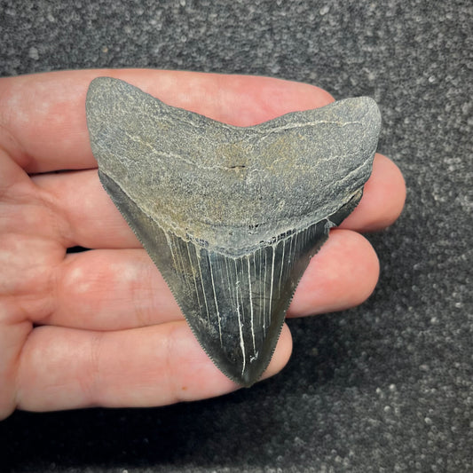 F2867 | Squalo | Otodus megalodon