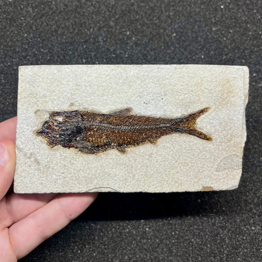 F2726 | Pesce | Knightia eocaena