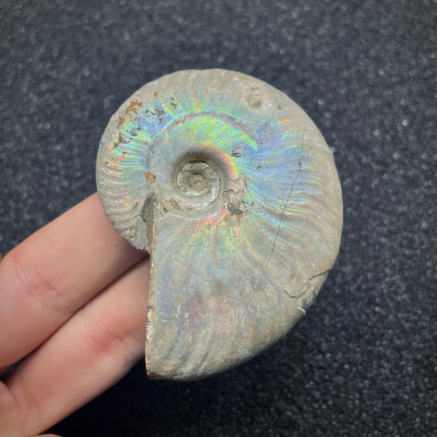 F2651 | Ammonite | Cleoniceras sp.