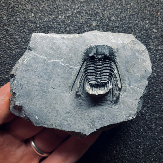 F792 | Trilobite | Leonaspis sp.