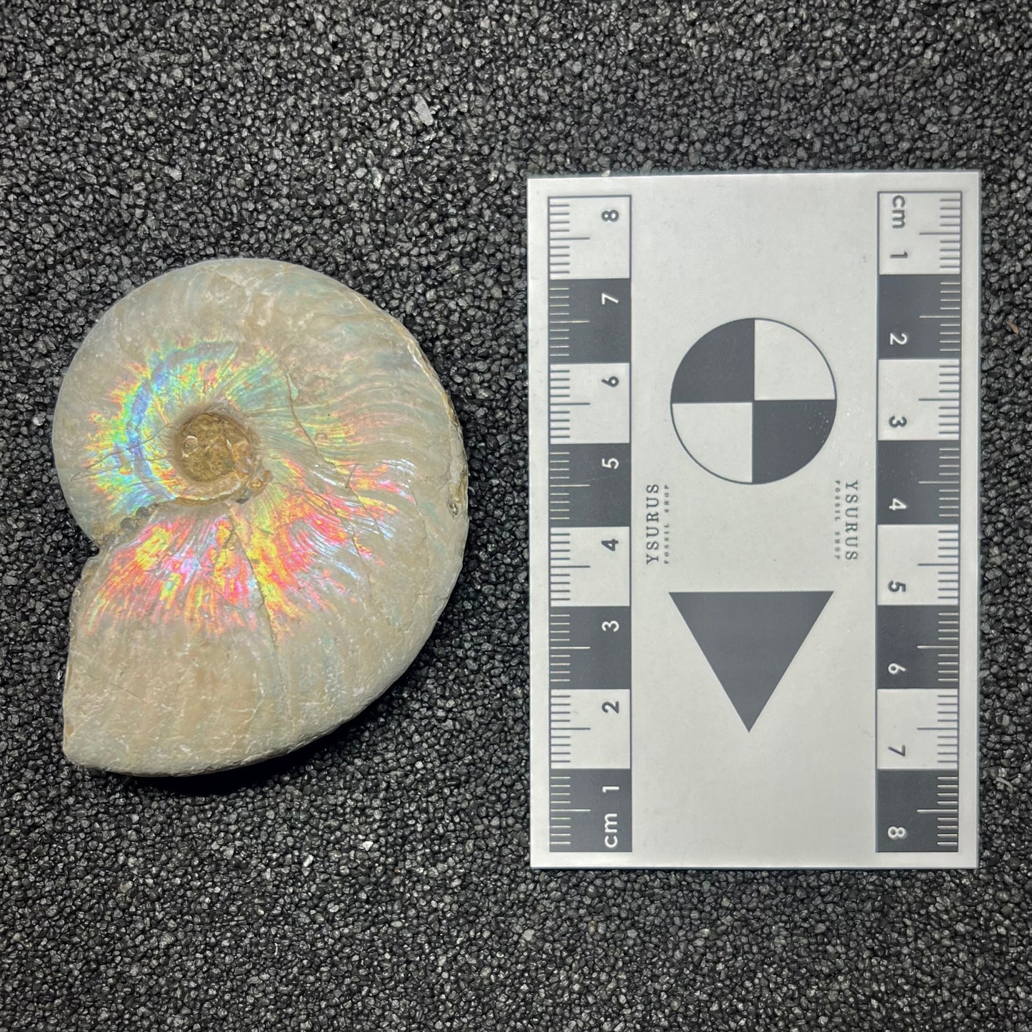 F2959 | Ammonite | Cleoniceras sp.