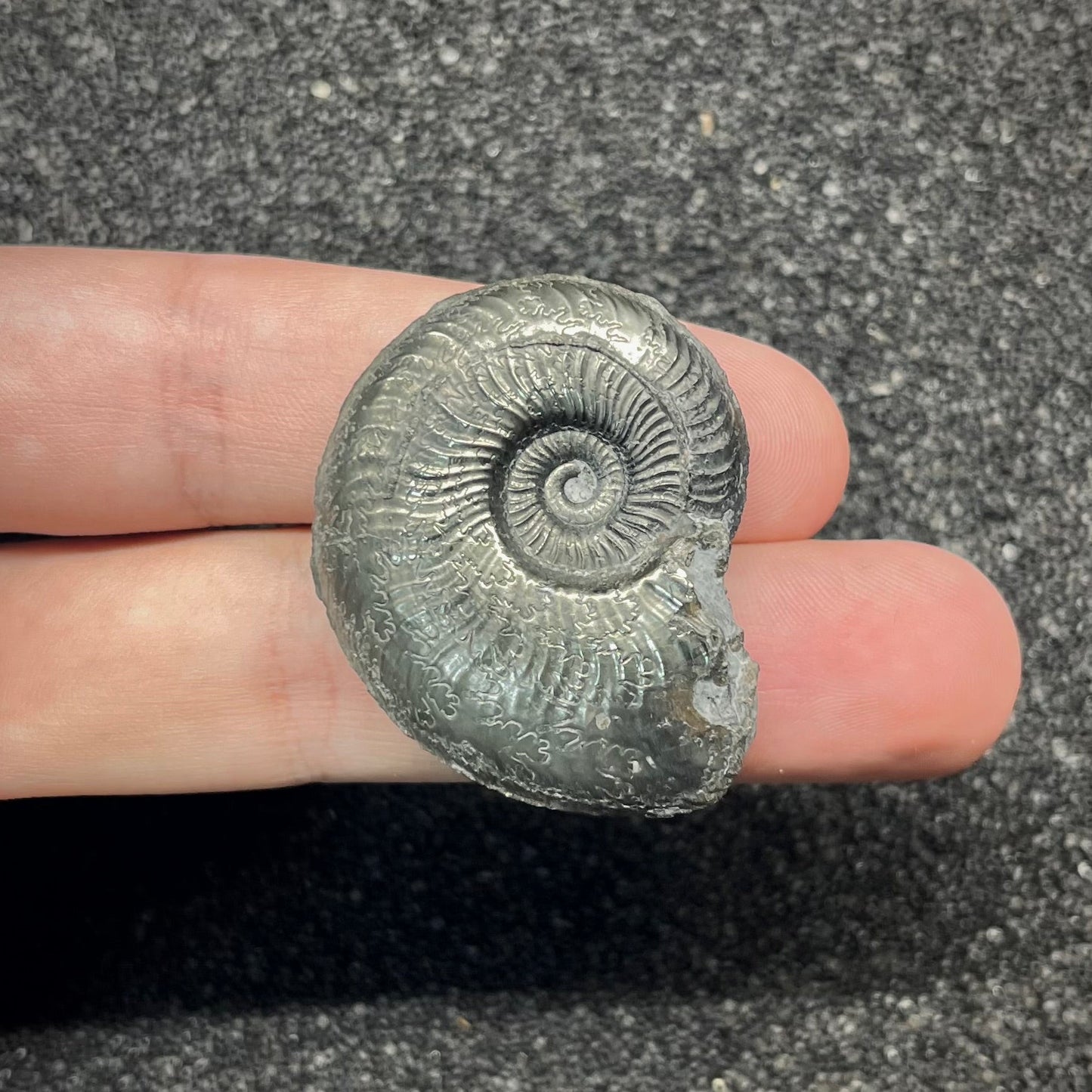 F2892 | Ammonite | Graphoceratidae indet.