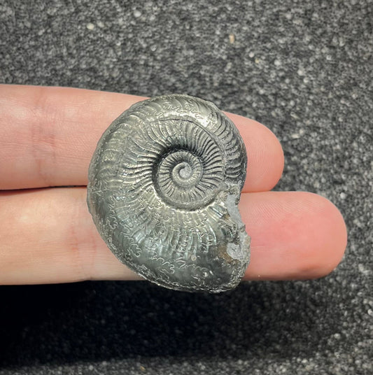 F2892 | Ammonite | Graphoceratidae indet.