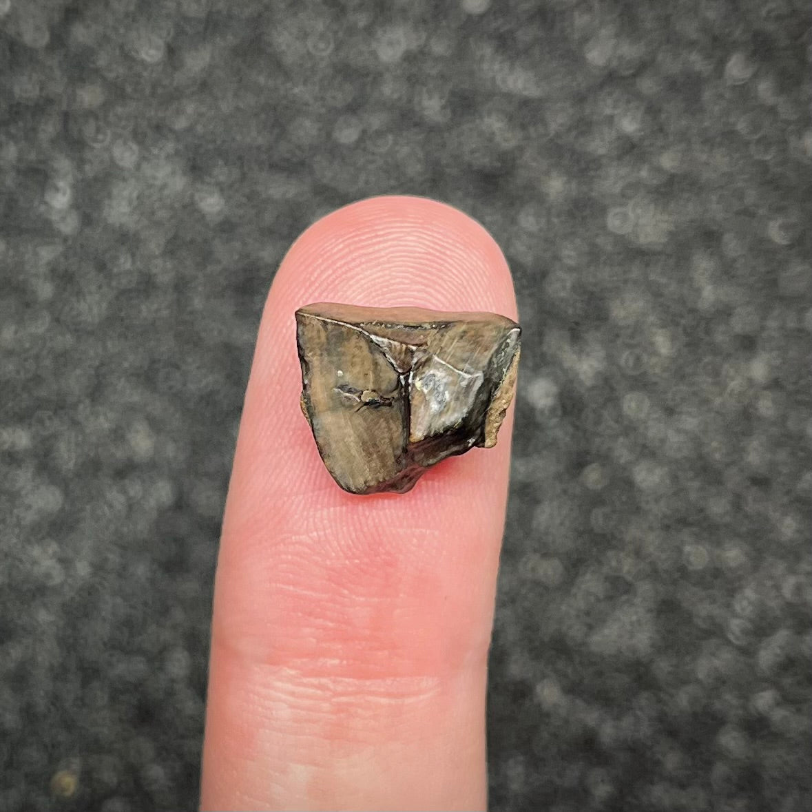 F3006 | Dinosauro | Triceratops sp.