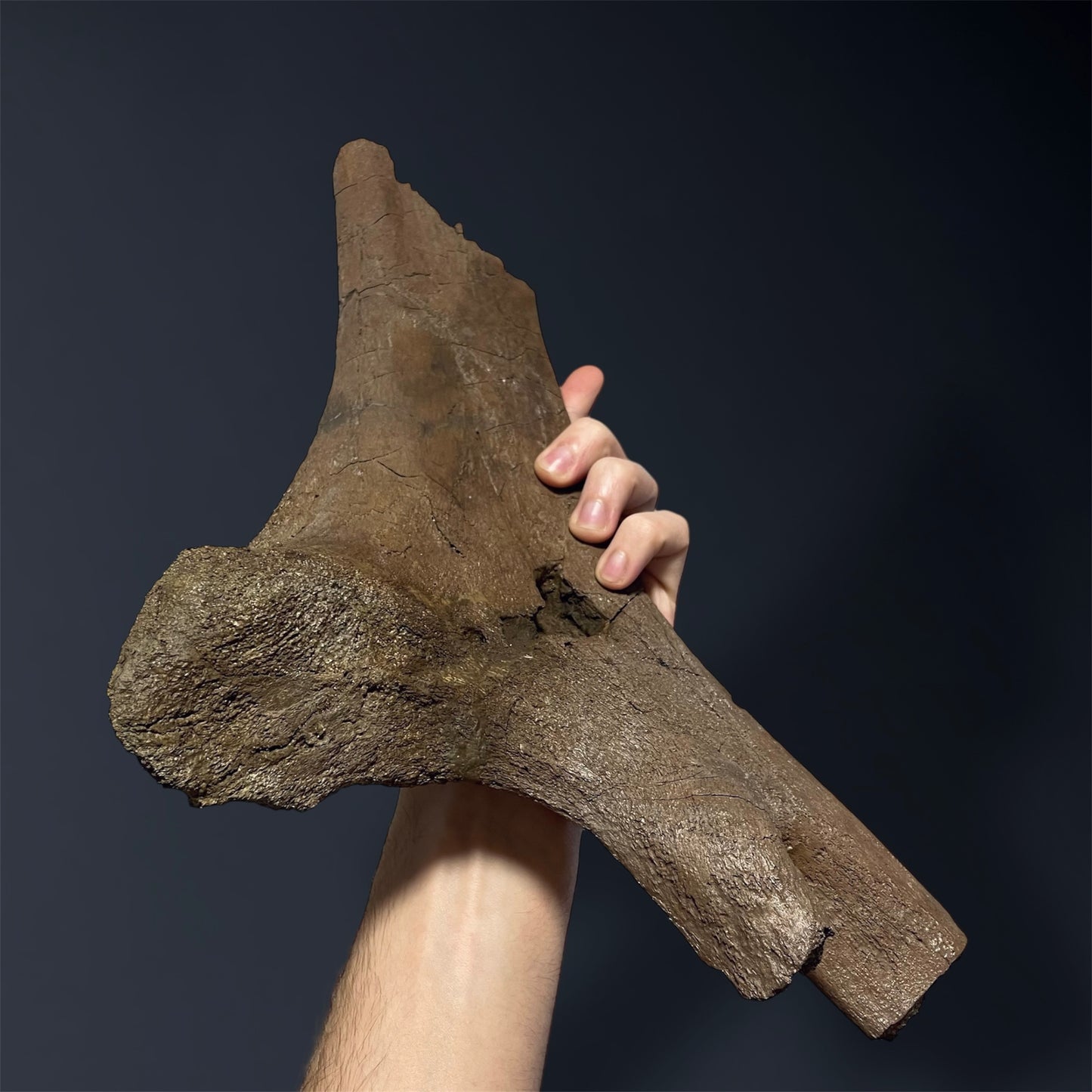 F2508 | Dinosauro | Edmontosaurus sp.