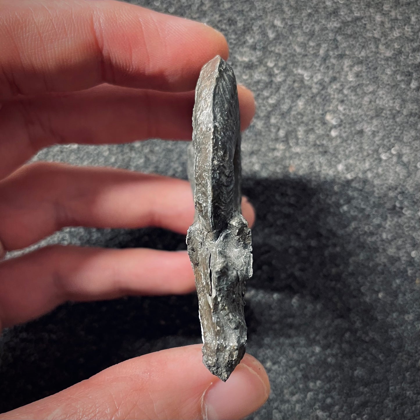 F2552 | Ammonite | Pleydellia sp.