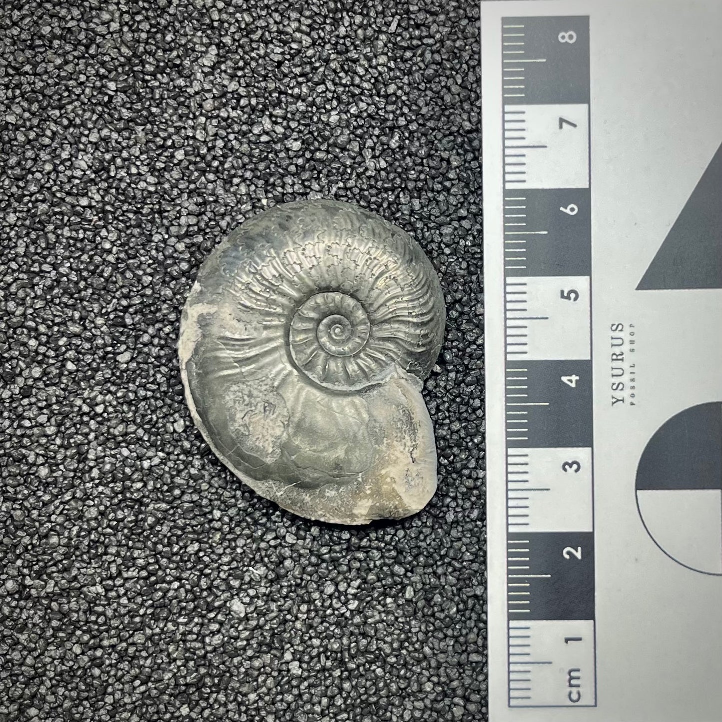 F2889 | Ammonite | Graphoceratidae indet.