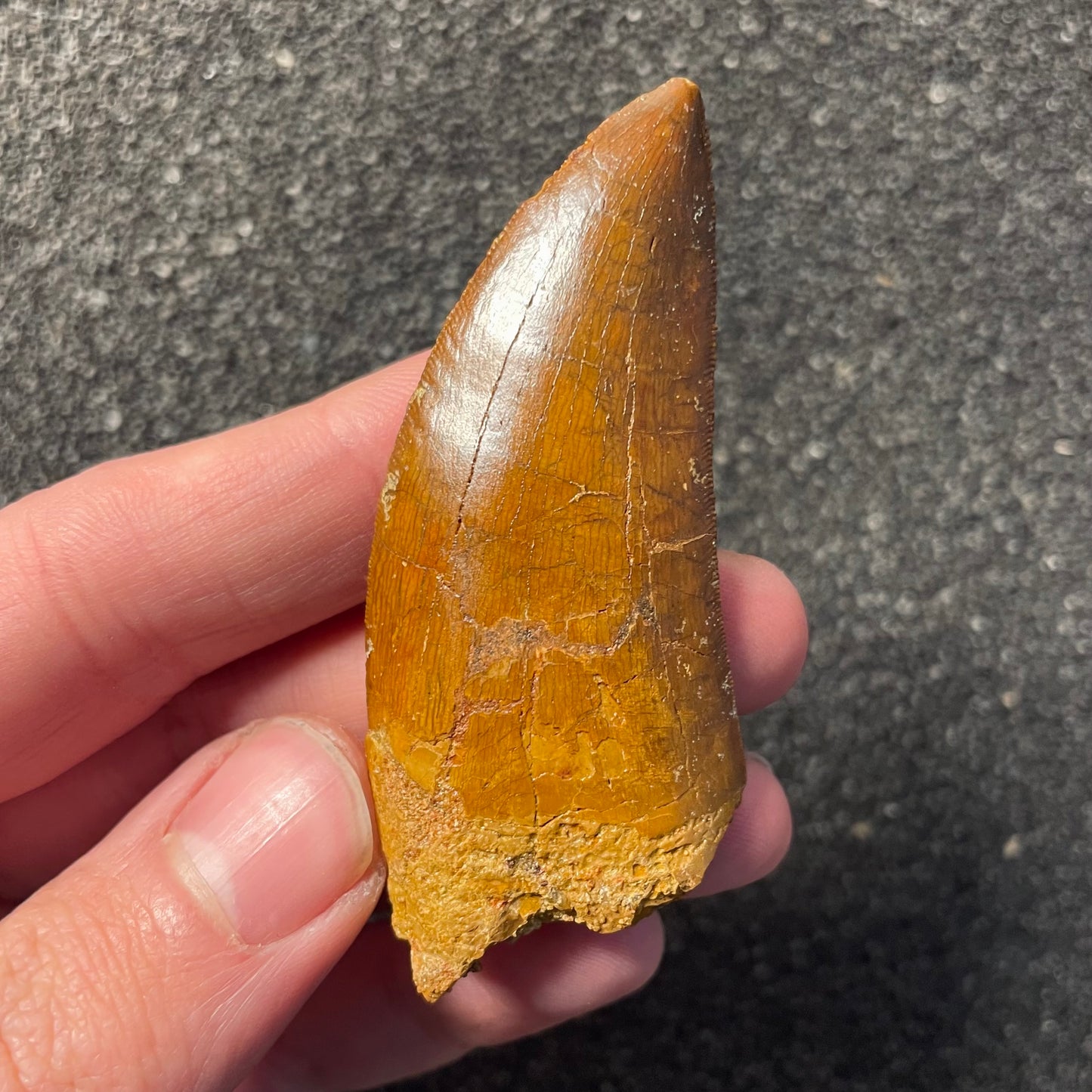 F2509 | Dinosauro | Carcharodontosaurus saharicus