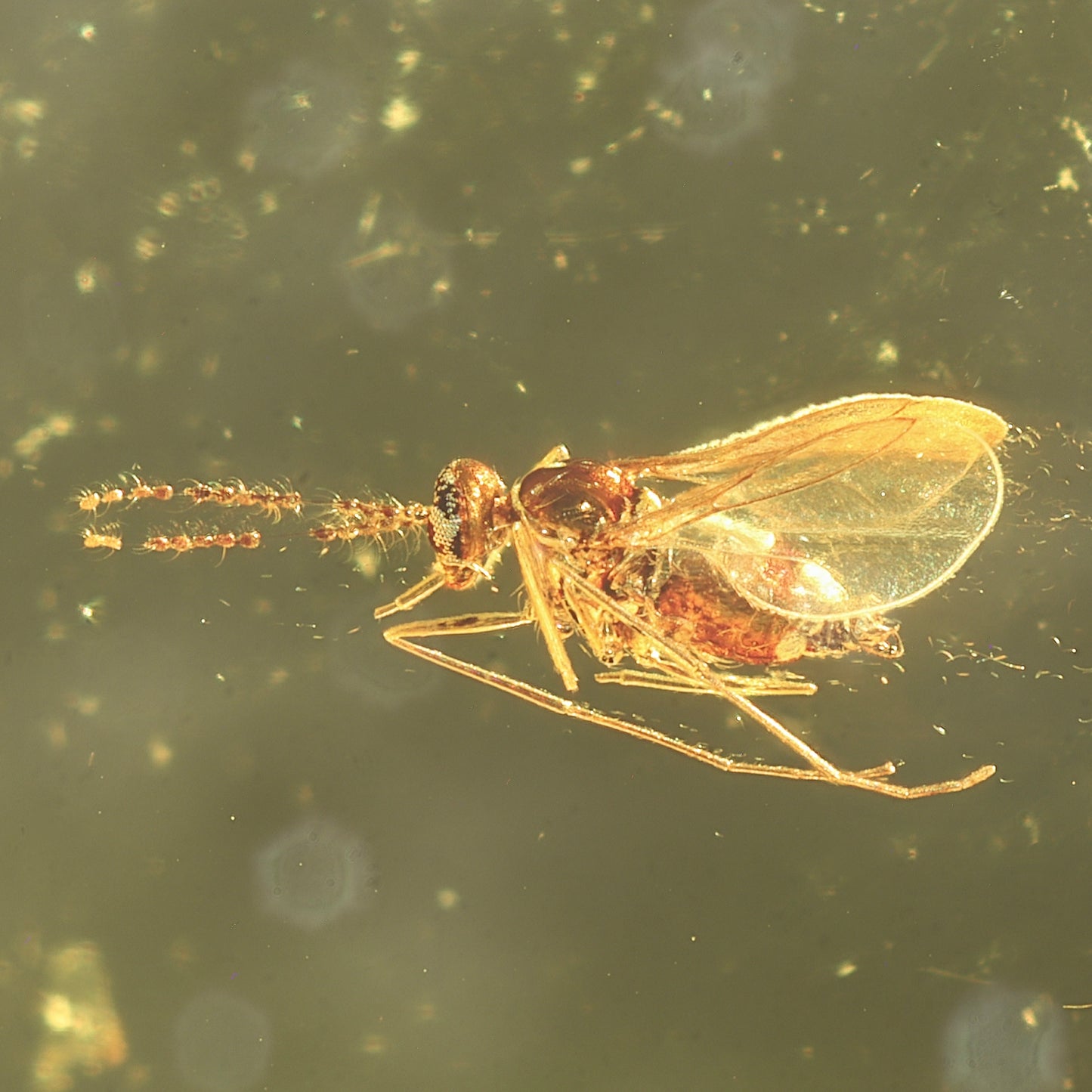 F2849 | Ambra con inclusione | Cecidomyiidae indet.