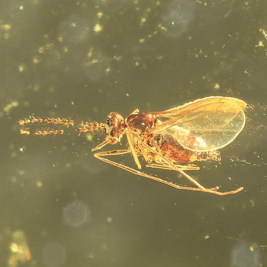 F2849 | Ambra con inclusione | Cecidomyiidae indet.
